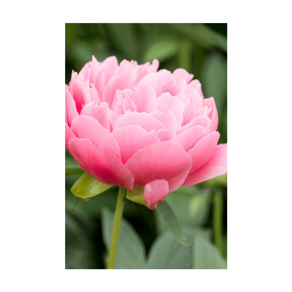 Peony Flower Seeds Packet - Chive UK