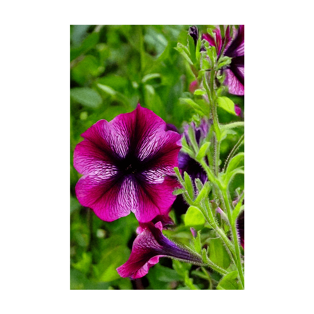 Trailing Petunia Flower Seeds Packet - Chive UK