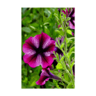 Trailing Petunia Flower Seeds Packet - Chive UK