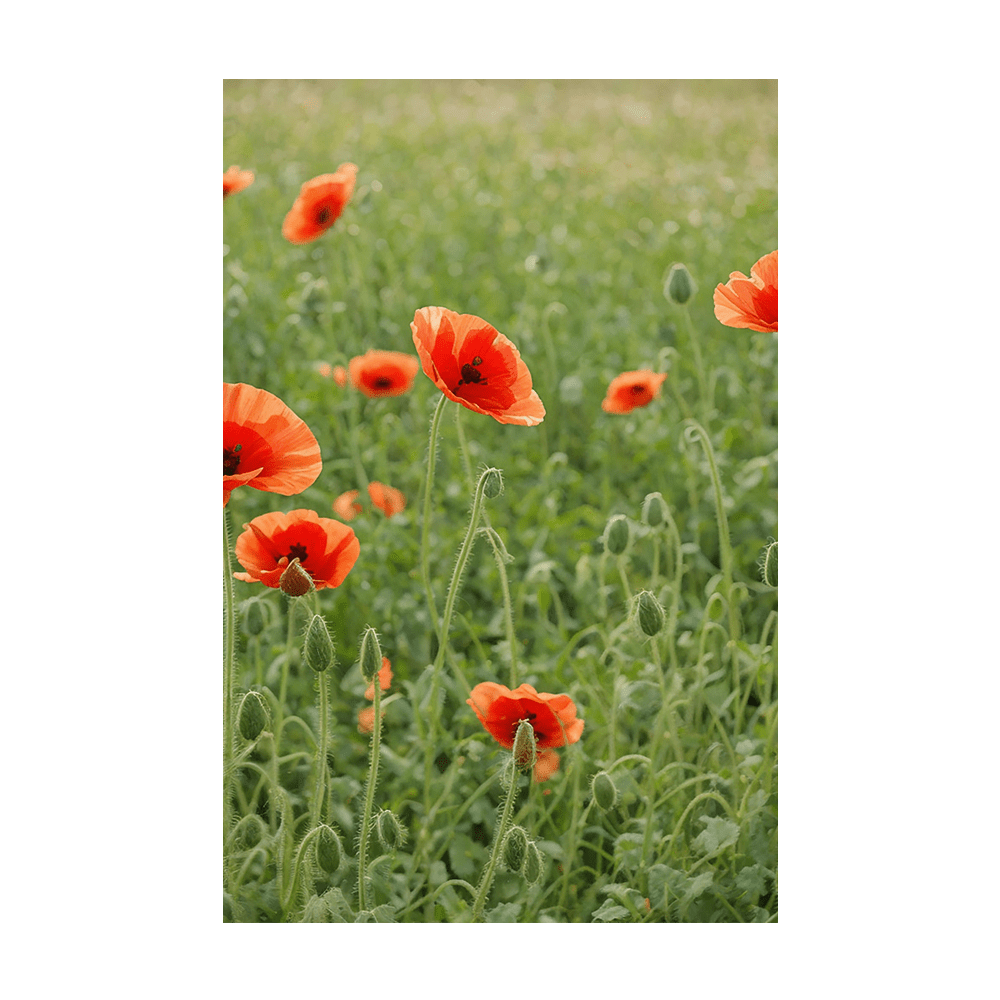 Corn Poppy Flower Seeds Packet - Chive UK