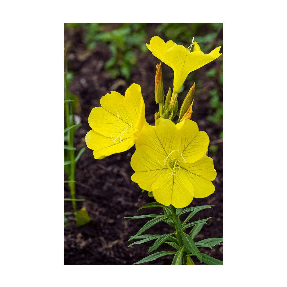 Evening Primrose Flower Seeds Packet - Chive UK