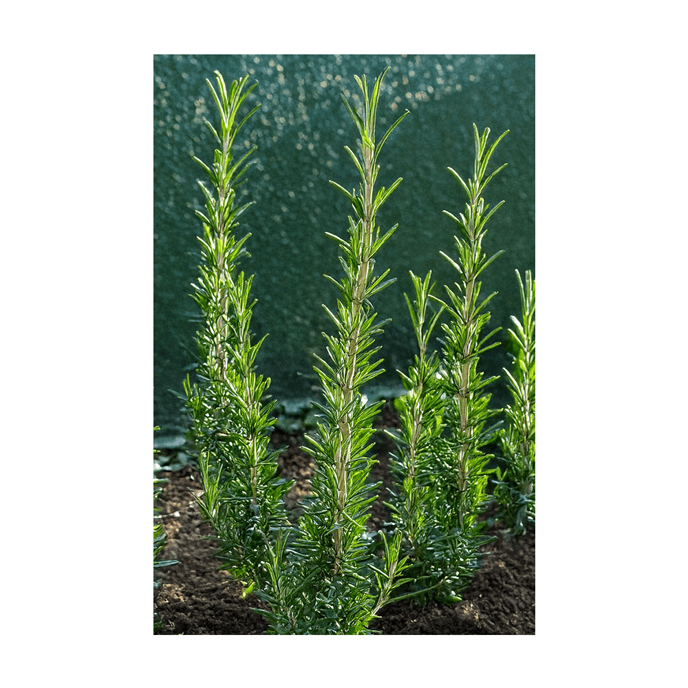 Rosemary Herb Seeds Packet - Chive UK