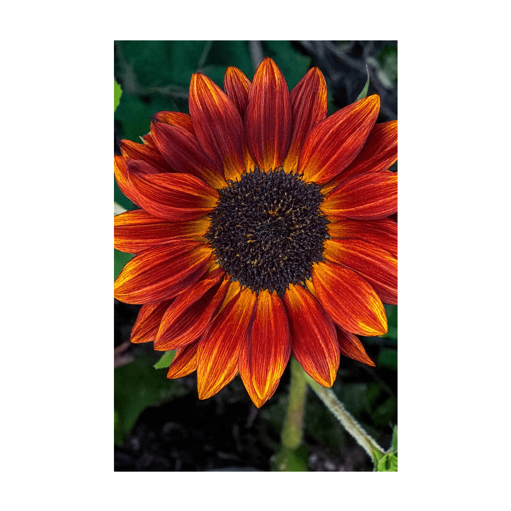 Red Sunflower Flower Seeds Packet - Chive UK