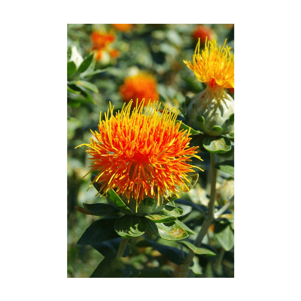 Safflower Flower Seeds Packet - Chive UK