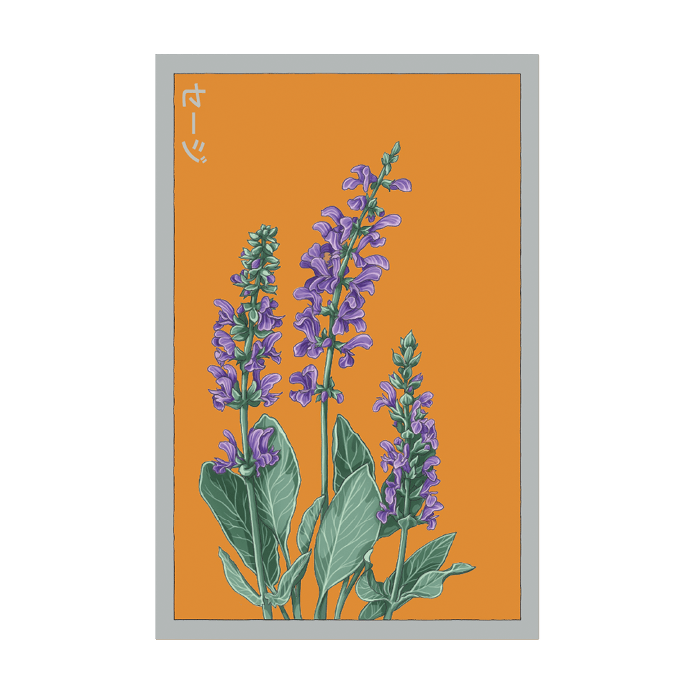Sage Herb Seeds Packet - Chive UK