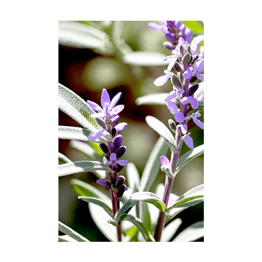 Sage Herb Seeds Packet - Chive UK