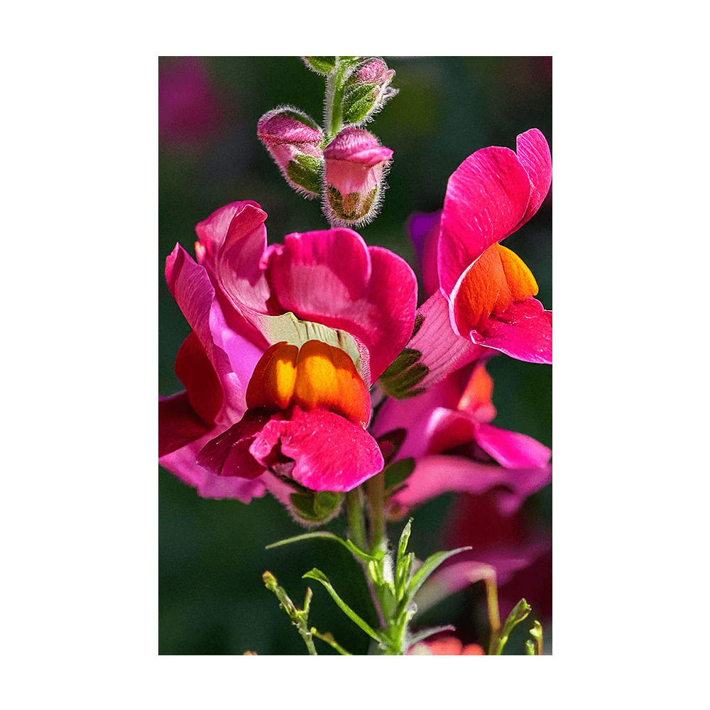 Snapdragon Flower Seeds Packet - Chive UK