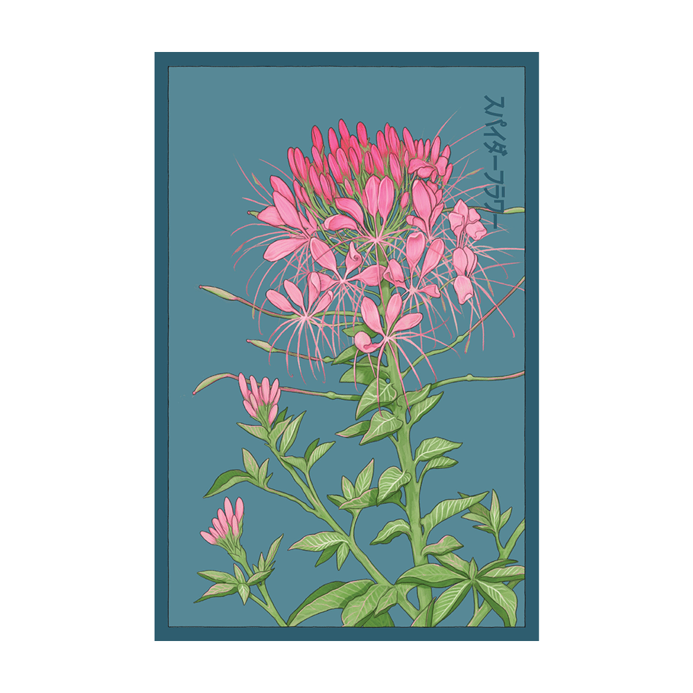 Spiderflower Flower Seeds Packet - Chive UK