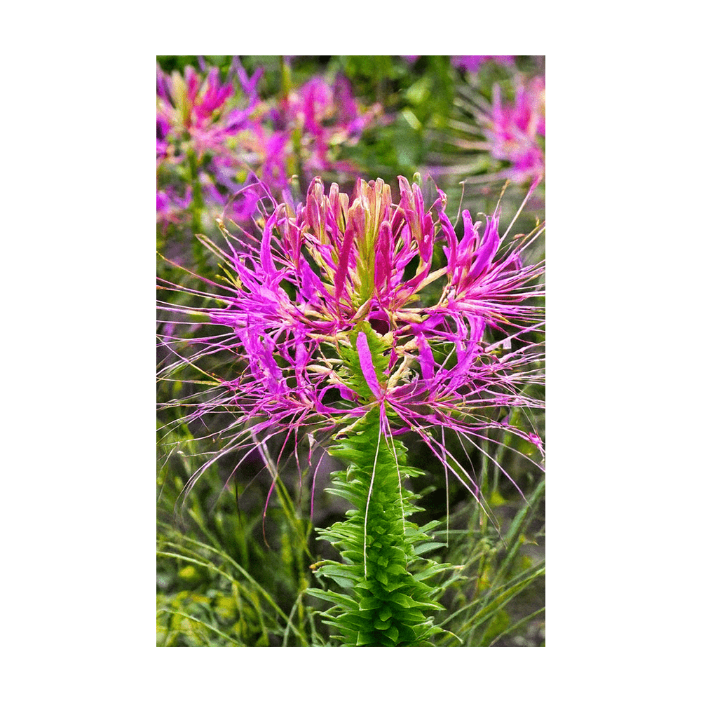 Spiderflower Flower Seeds Packet - Chive UK
