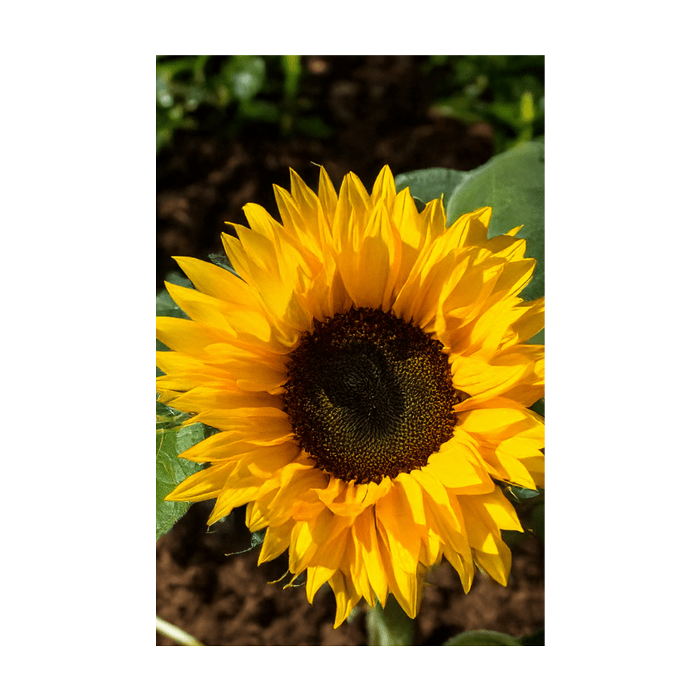 Sunflower Flower Seeds Packet - Chive UK