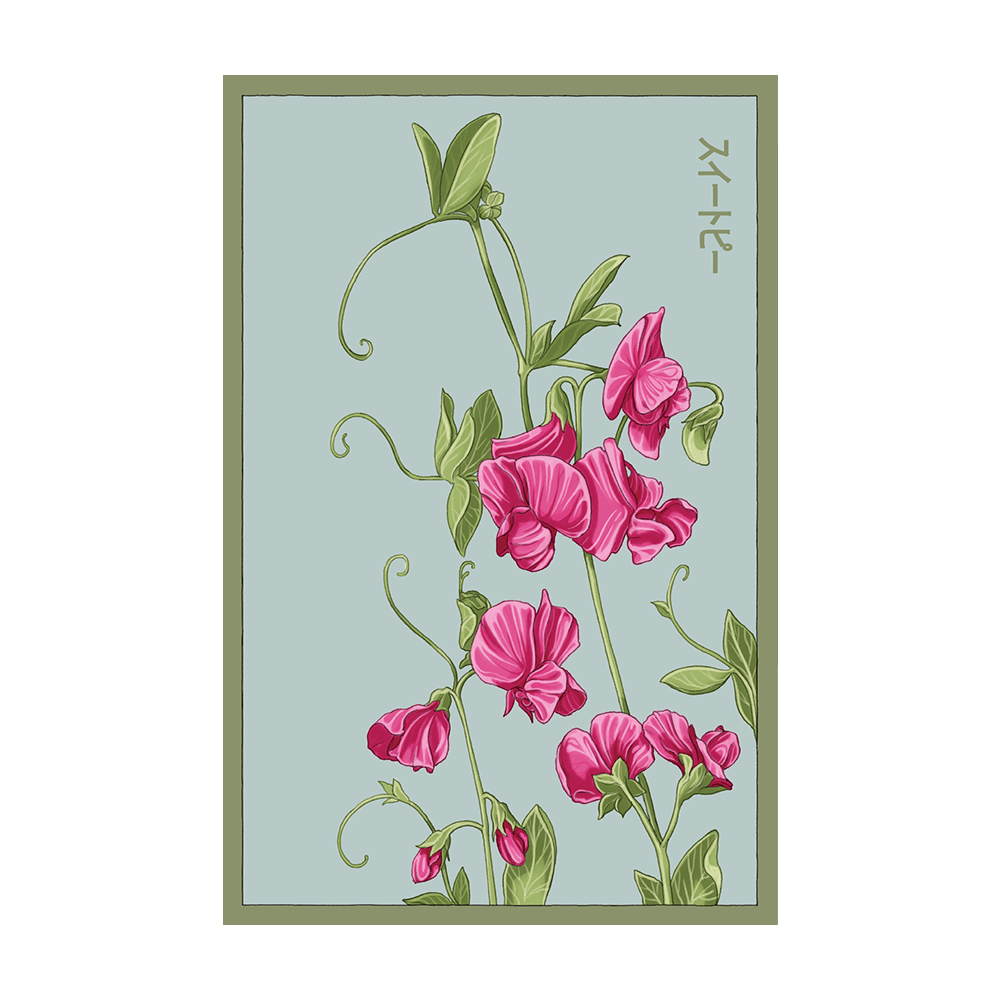 Sweet Pea Flower Seeds Packet - Chive UK