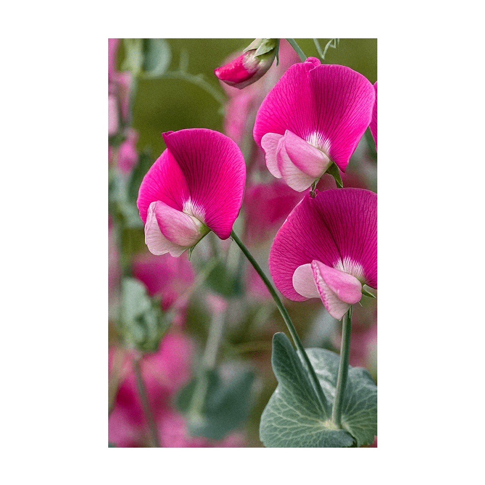 Sweet Pea Flower Seeds Packet - Chive UK