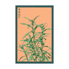 Tarragon Herb Seeds Packet - Chive UK