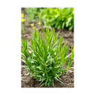 Tarragon Herb Seeds Packet - Chive UK