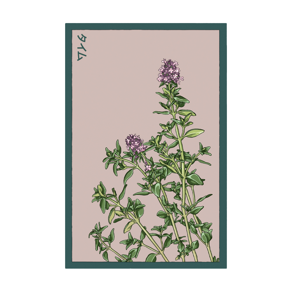 Thyme Herb Seeds Packet - Chive UK