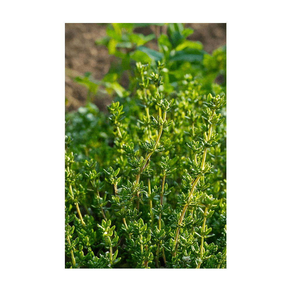 Thyme Herb Seeds Packet - Chive UK
