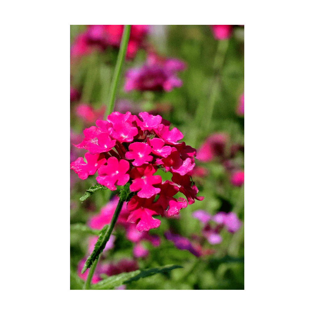 Verbena Flower Seeds Packet - Chive UK