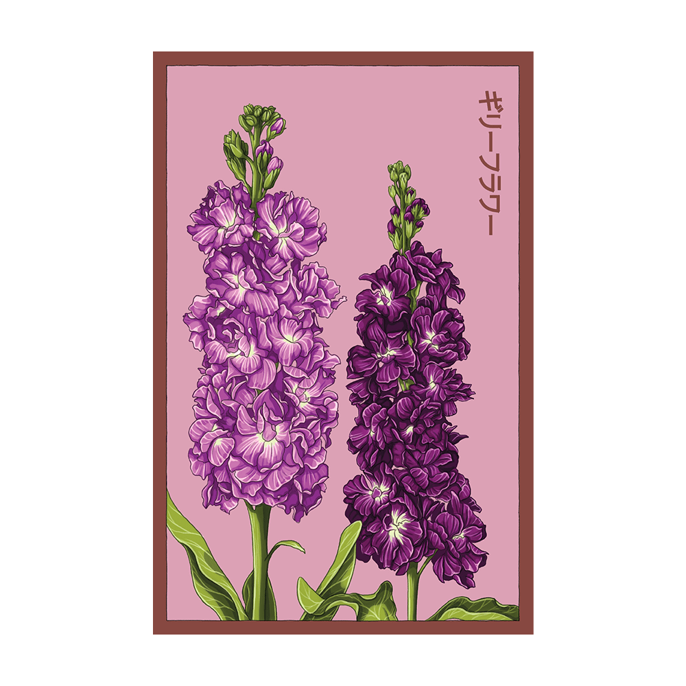 Gilly Flower Seeds Packet - Chive UK