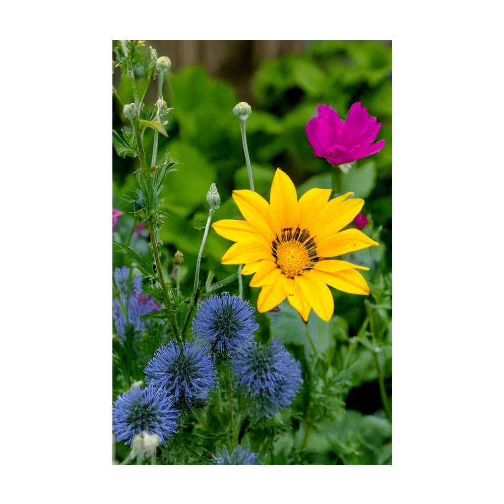 Wildflowers Flower Seeds Packet - Chive UK