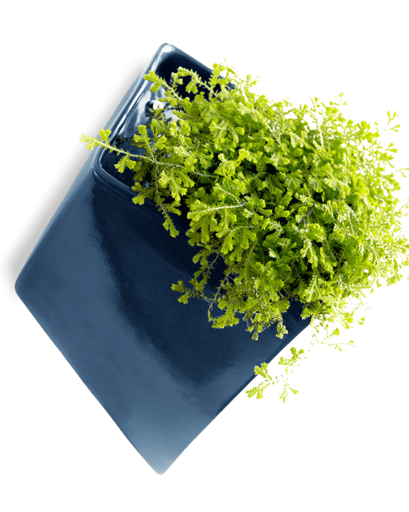 Slab Wall Planter For Succulents - Chive UK