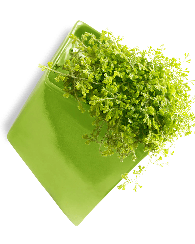 Slab Wall Planter For Succulents - Chive UK