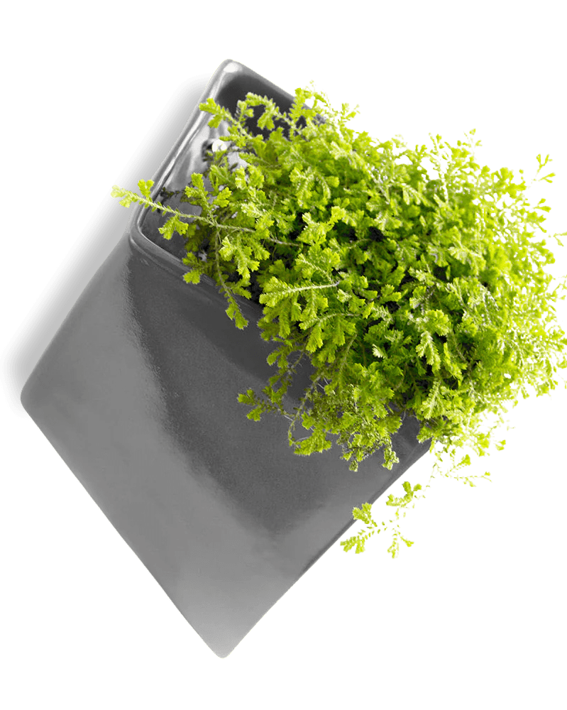 Slab Wall Planter For Succulents - Chive UK
