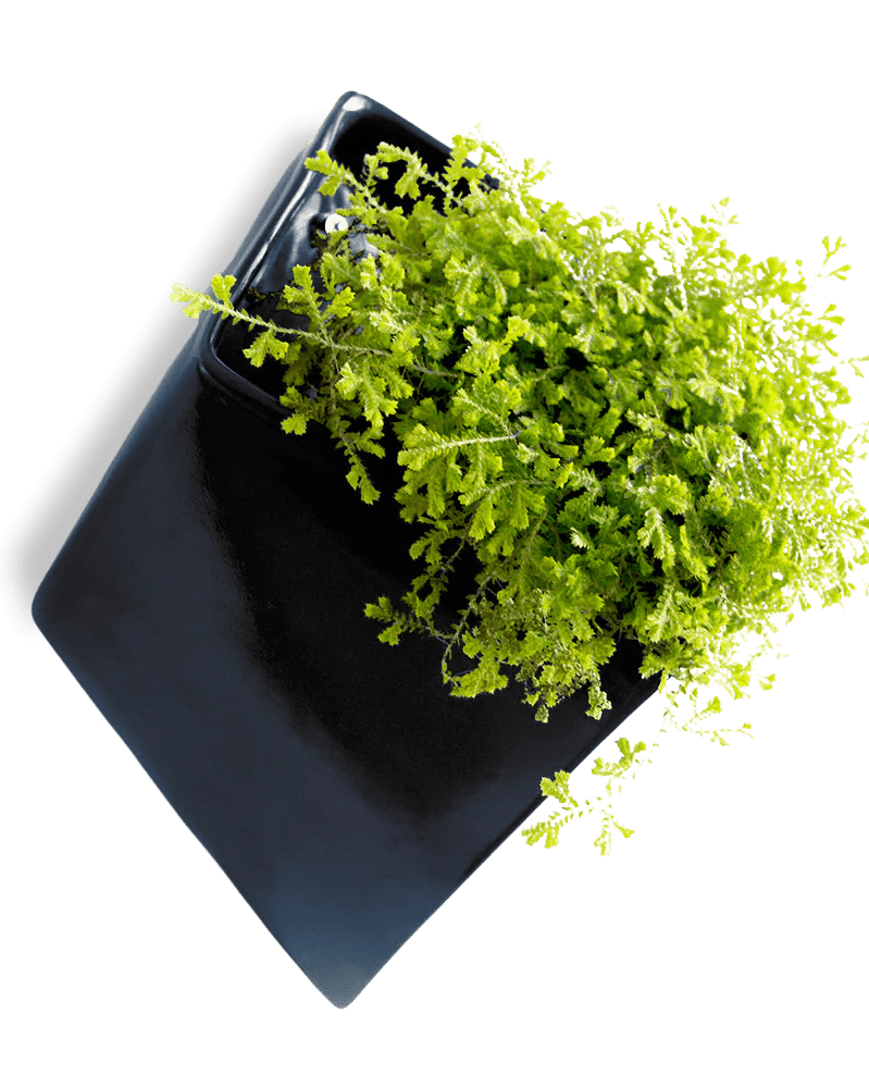 Slab Wall Planter For Succulents - Chive UK