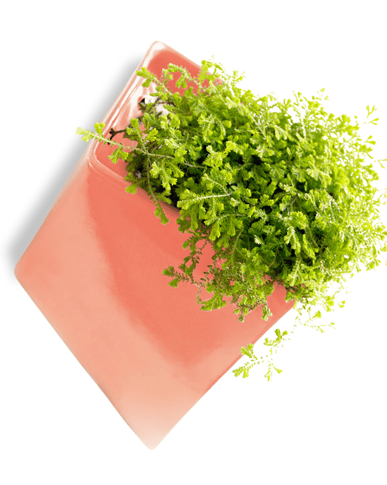 Slab Wall Planter For Succulents - Chive UK