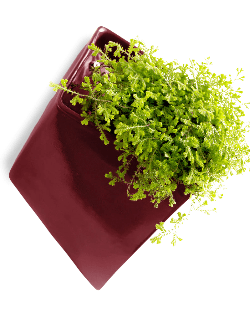 Slab Wall Planter For Succulents - Chive UK