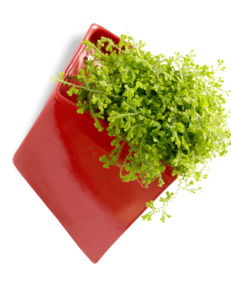 Slab Wall Planter For Succulents - Chive UK