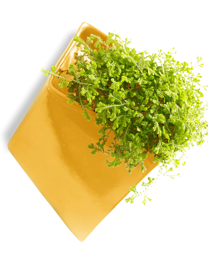 Slab Wall Planter For Succulents - Chive UK
