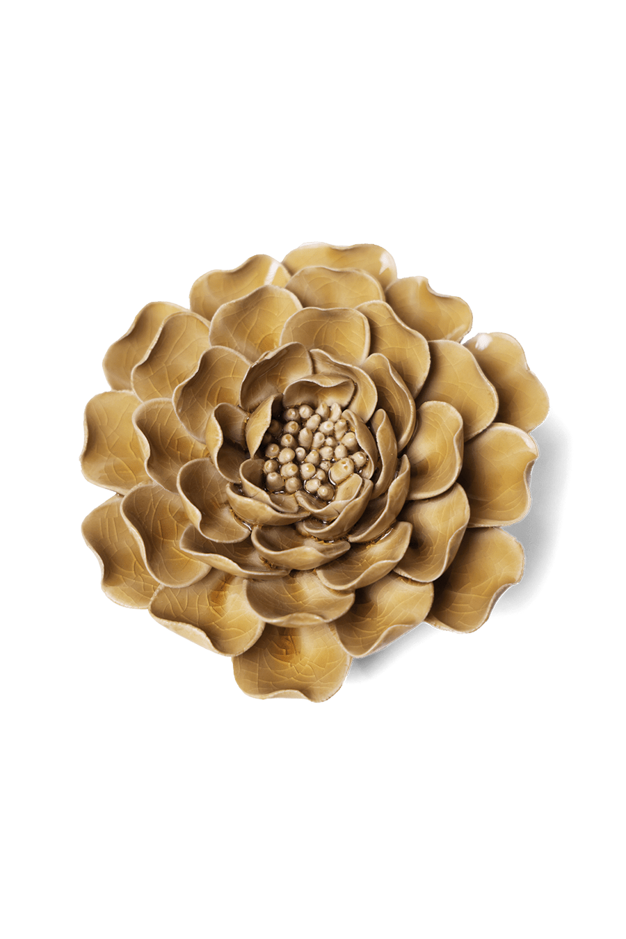 Caramel Charm Peony - Chive UK