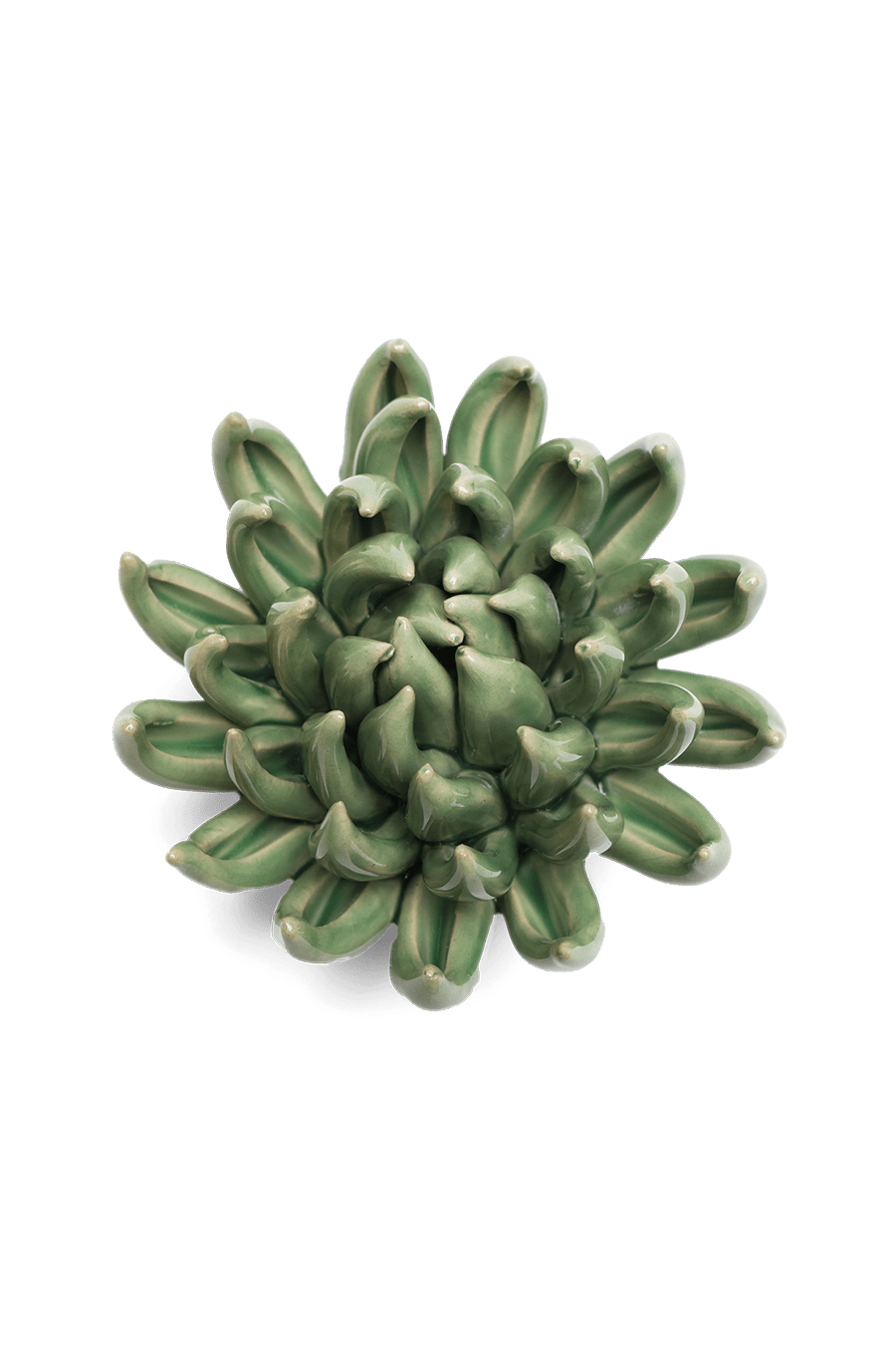Jade Green Succulent - Chive UK