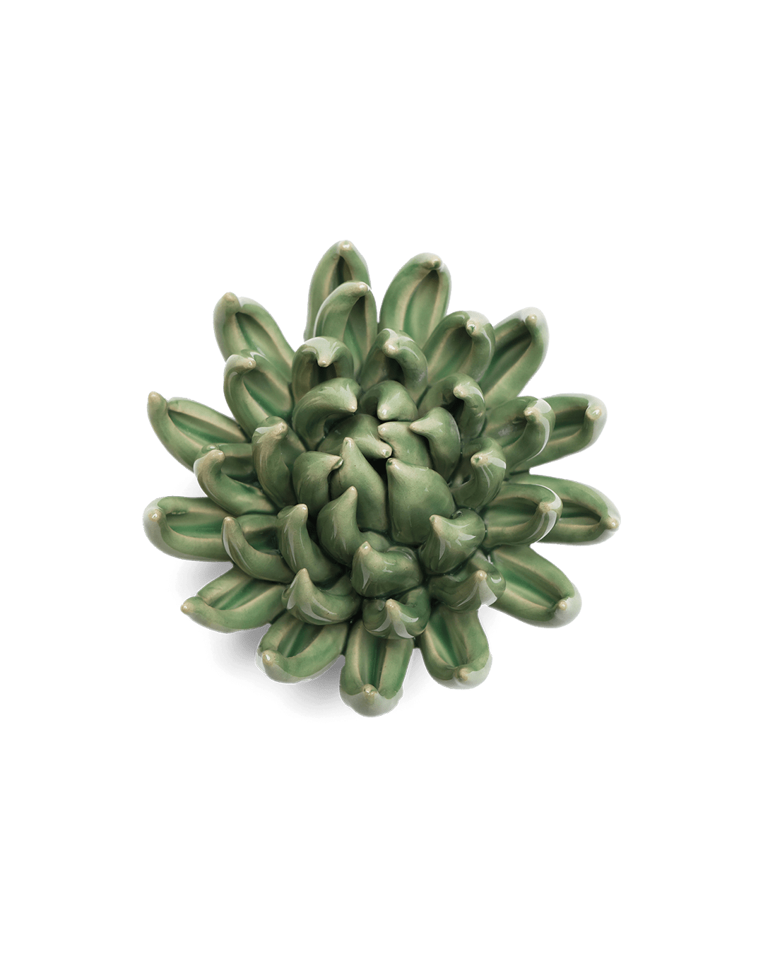 Jade Green Succulent - Chive UK