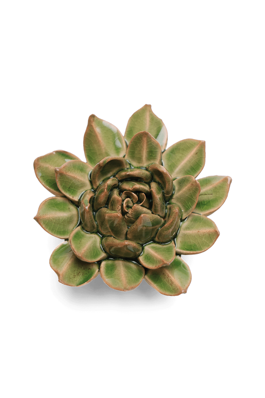 Avocado Green Firecracker Succulent - Chive UK