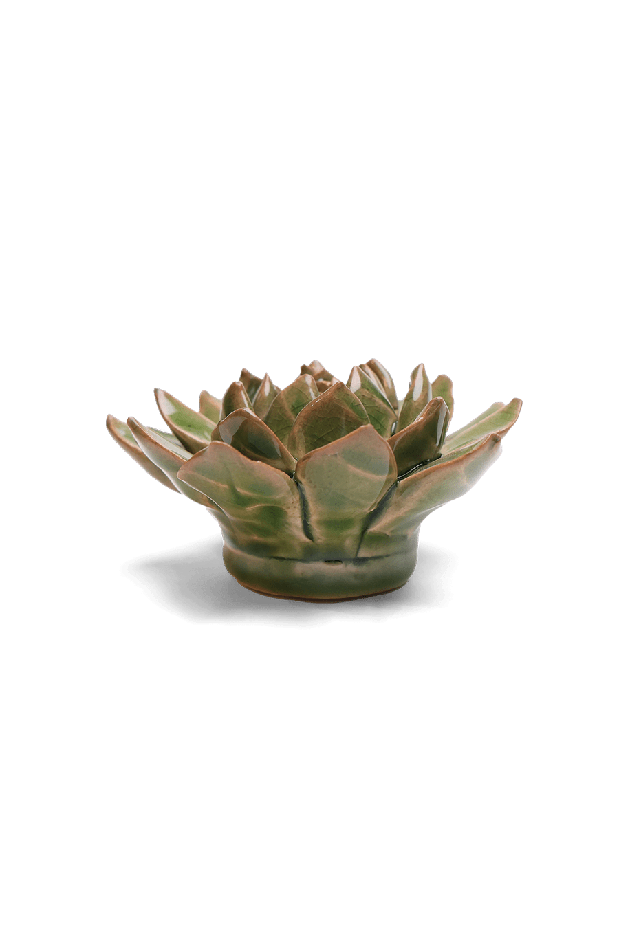 Avocado Green Firecracker Succulent - Chive UK