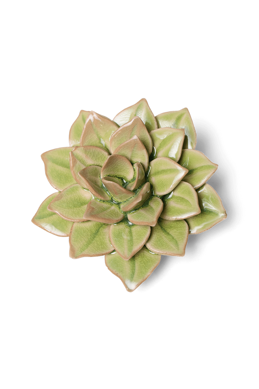 Peridot Green Fairy Echeveria - Chive UK