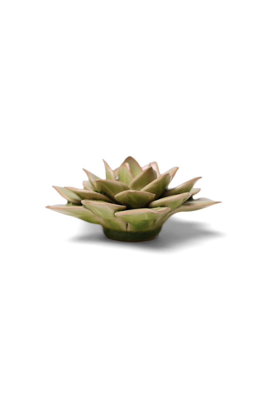 Peridot Green Fairy Echeveria - Chive UK