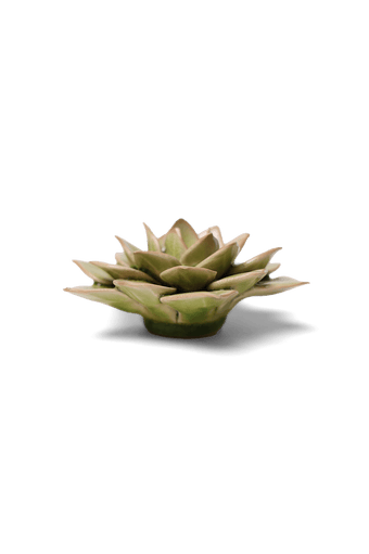 Peridot Green Fairy Echeveria - Chive UK