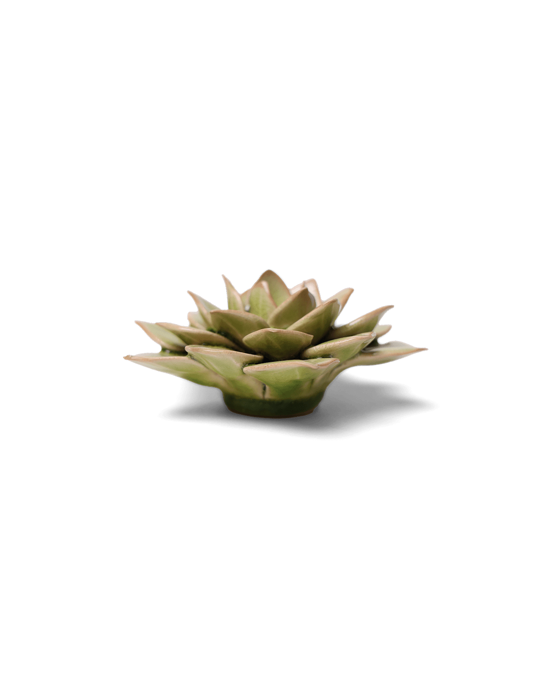 Peridot Green Fairy Echeveria - Chive UK