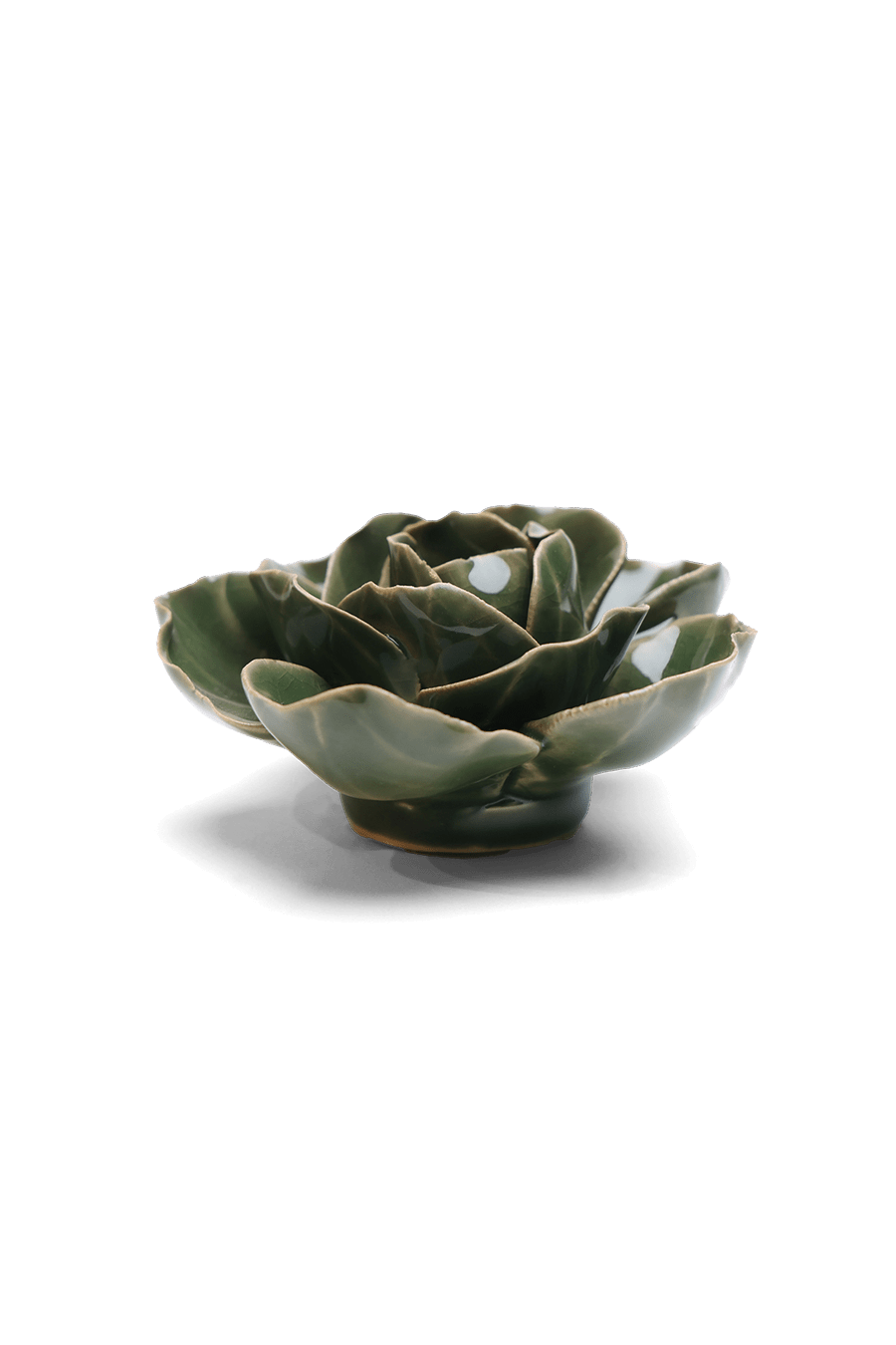 Fir Green Butterfly Ranunculus - Chive UK