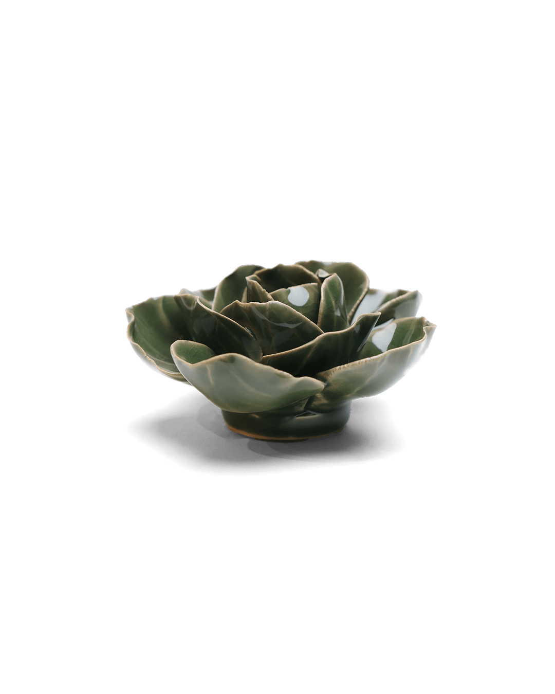 Fir Green Butterfly Ranunculus - Chive UK