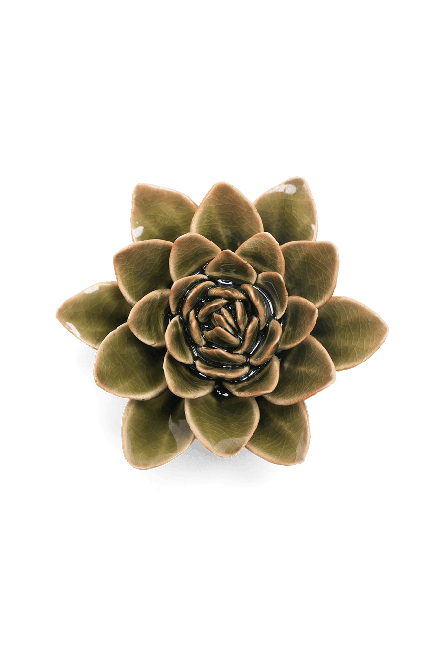 Olive Green Echeveria - Chive UK
