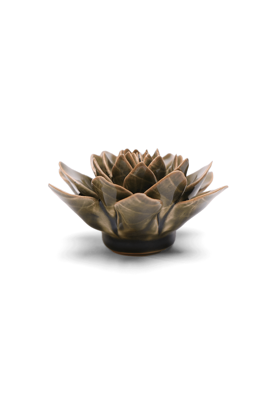 Olive Green Echeveria - Chive UK