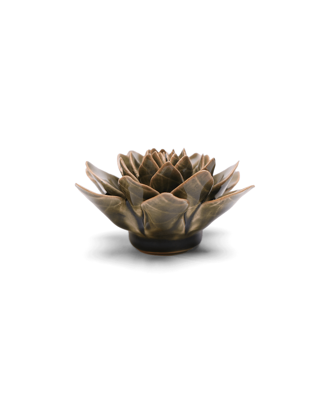 Olive Green Echeveria - Chive UK