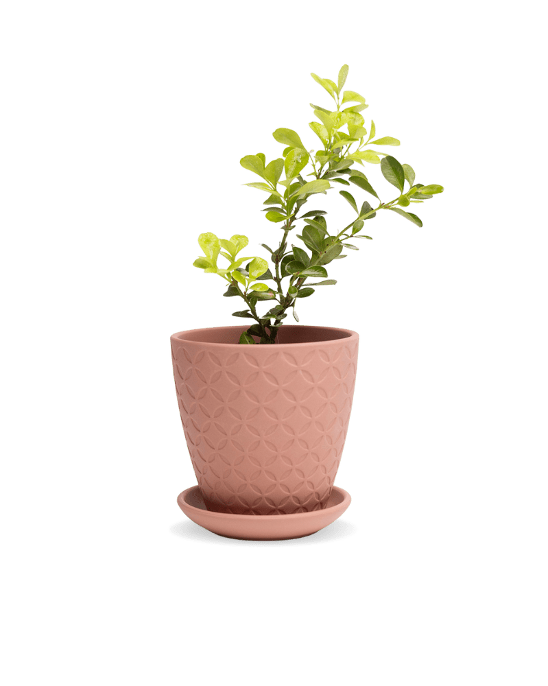 Virago 3.5" Porcelain Pot With Drainage Hole And Saucer - Chive UK