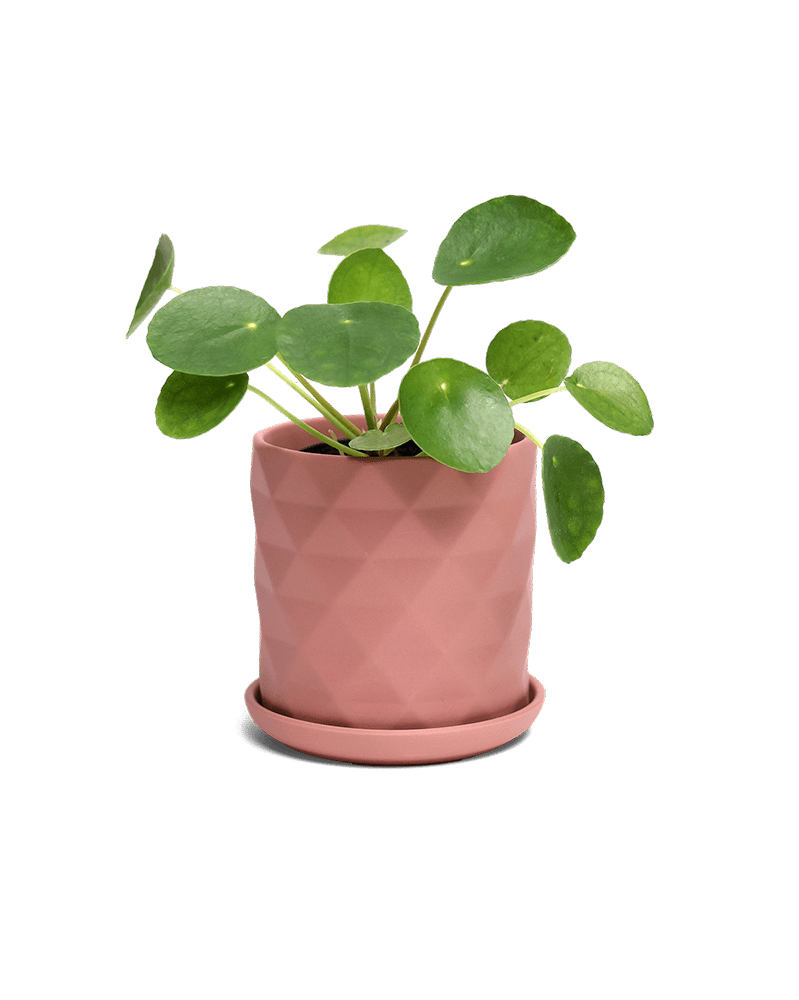Virago 3.5" Porcelain Pot With Drainage Hole And Saucer - Chive UK