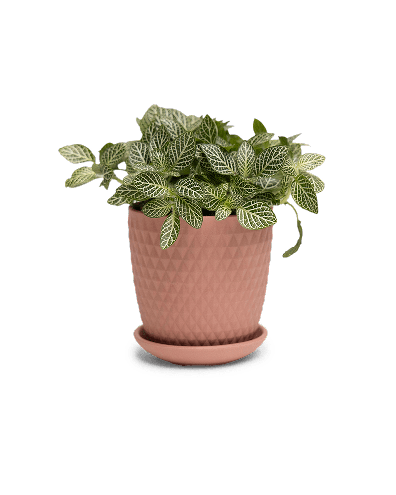 Virago 3.5" Porcelain Pot With Drainage Hole And Saucer - Chive UK