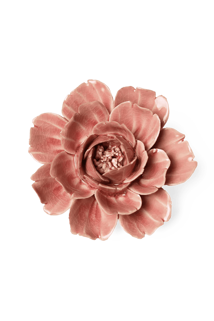 Champagne Pink Rose - Chive UK