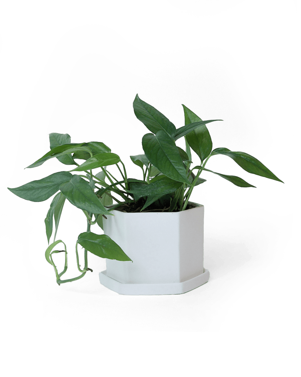Hexi Porcelain Pot With Drainage Hole - Chive UK